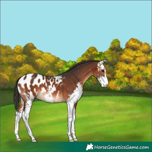 Horse Color:Brown Sabino Appaloosa 