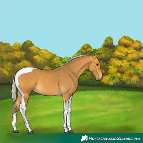Horse Color:Silver Buckskin Tobiano 