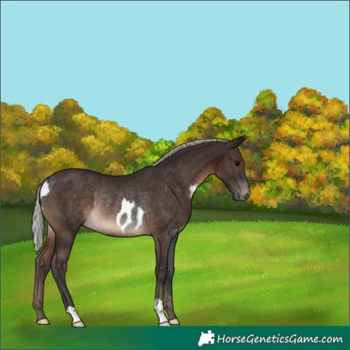 Horse Color:Blue Roan Near Leopard Rabicano  and Silver Brown Rabicano 