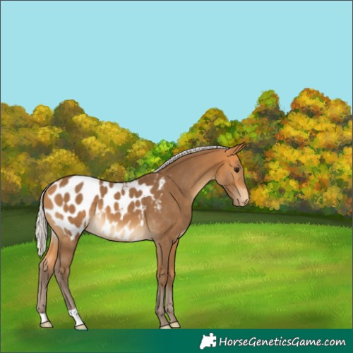 Horse Color:Silver Buckskin Blanket 