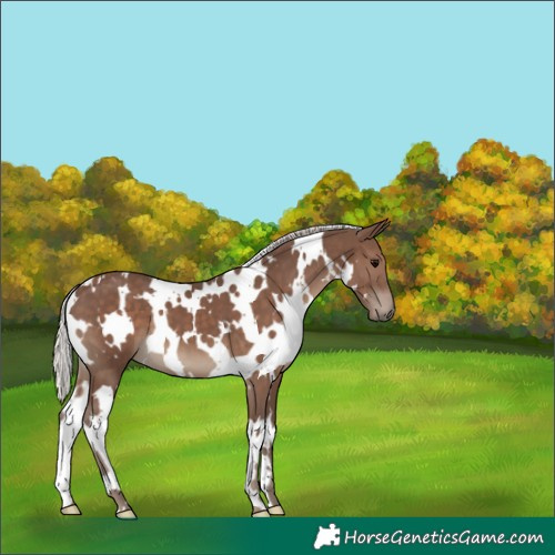 Horse Color:White Spotted Silver Black 