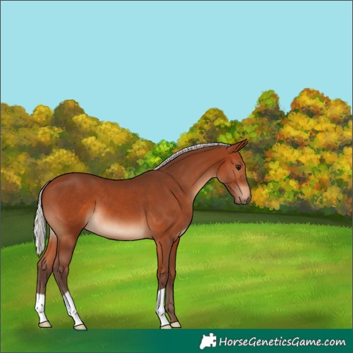 Horse Color:Silver Brown 