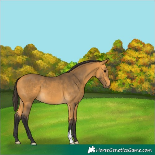 Horse Color:Buckskin 