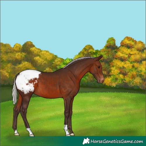 Horse Color:Silver Brown Snowcap 