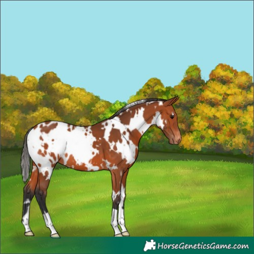 Horse Color:White Spotted Bay Appaloosa 