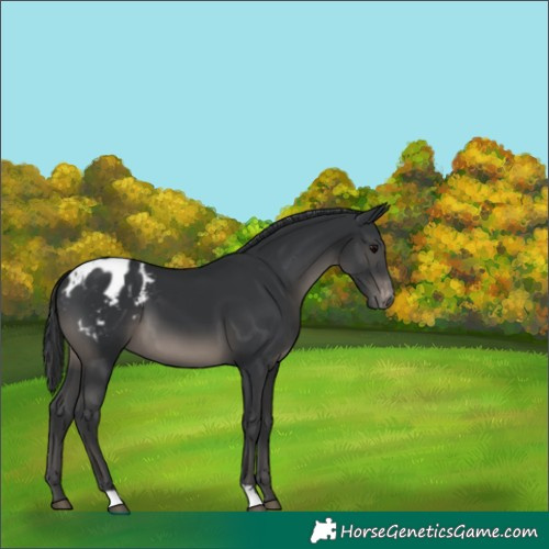 Horse Color:Black Appaloosa 