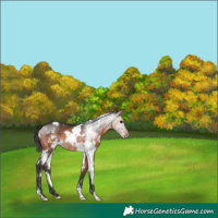 Horse Color:White Spotted Brown Rabicano 