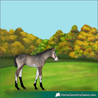 Horse Color:Blue Onyx Splash Frame Rabicano 