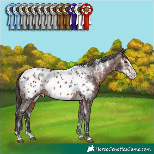 Horse Color:White Spotted Grullo Splash Frame Appaloosa Rabicano  and White Spotted Brown Splash Appaloosa Rabicano 