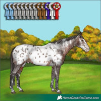 Horse Color:White Spotted Grullo Splash Frame Appaloosa Rabicano  and White Spotted Brown Splash Appaloosa Rabicano 