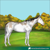 Horse Color:White Spotted Brown Dun Mushroom Splash 