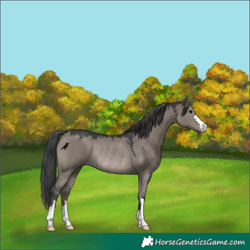 Horse Color:Grullo Rabicano 