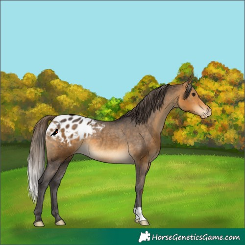Horse Color:Buckskin Varnish Rabicano 