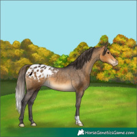 Horse Color:Buckskin Varnish Rabicano 