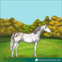 Horse Color:White Spotted Amber Champagne Appaloosa Rabicano 