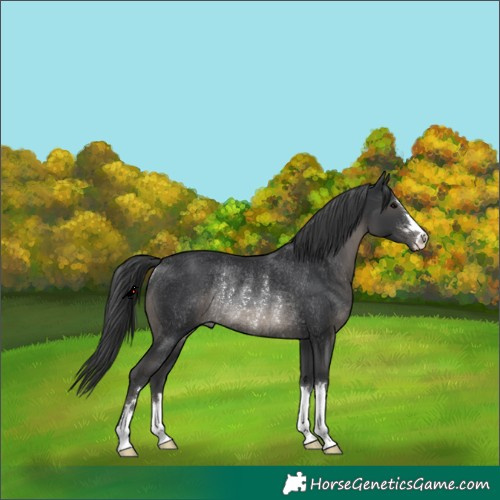Horse Color:Black Rabicano 