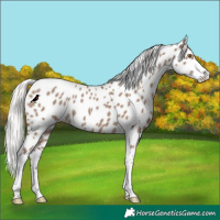 Horse Color:Silver Grullo Tobiano Appaloosa