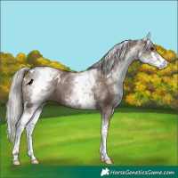 Horse Color:White Spotted Silver Grullo