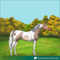 Horse Color:Silver Bay Dun Tobiano Rabicano 
