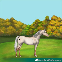 Horse Color:Silver Sable Champagne Dun Rabicano 