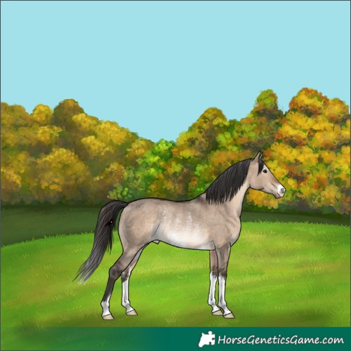 Horse Color:Brown Dun Rabicano 