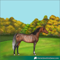 Horse Color:Bay Rabicano 