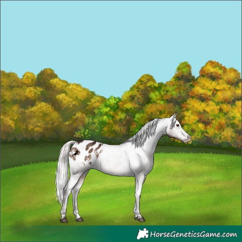 Horse Color:Silver Brown Dun Appaloosa Brindle 