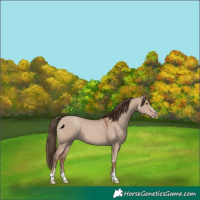 Horse Color:Classic Champagne Dun 