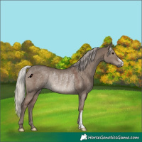 Horse Color:Silver Grullo Rabicano