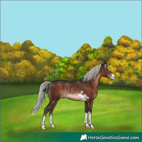 Horse Color:Silver Brown Rabicano 