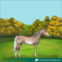 Horse Color:Silver Bay Dun Rabicano 