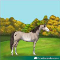 Horse Color:Classic Champagne Dun Rabicano 