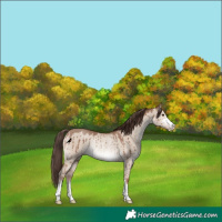 Horse Color:Classic Champagne Dun Rabicano Brindle 