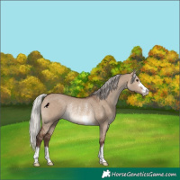 Horse Color:Silver Brown Dun Rabicano 