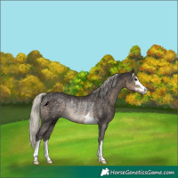 Horse Color:Silver Smoky Black Rabicano 