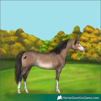 Horse Color:Brown Dun Rabicano 