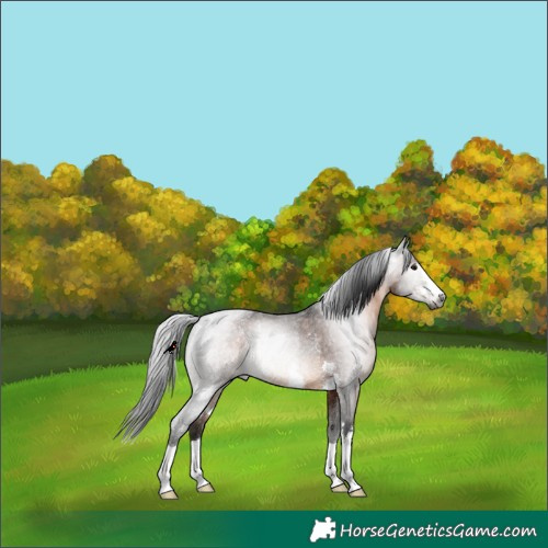 Horse Color:Gray Brown Rabicano