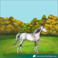 Horse Color:Gray Brown Rabicano 