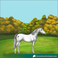 Horse Color:Gray Brown Rabicano 