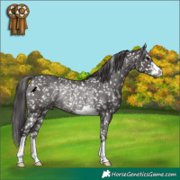 Horse Color:Smoky Black Appaloosa Rabicano 