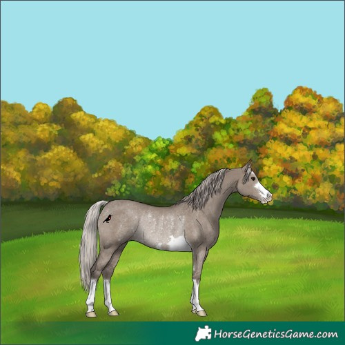 Horse Color:Silver Grullo Rabicano 