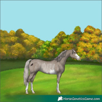 Horse Color:Silver Grullo Rabicano 