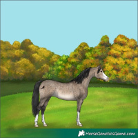 Horse Color:Brown Dun Rabicano Brindle