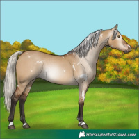 Horse Color:Gray White Spotted Silver Bay Dun Rabicano 