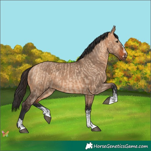 Horse Color:Bay Dun  and Bay Dun 