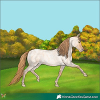 Horse Color:Gold Champagne Roan 