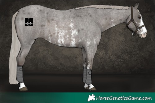 Horse Color:Silver Blue Roan Sabino 