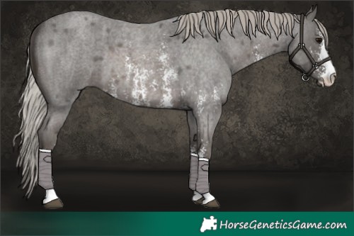 Horse Color:Silver Blue Roan Sabino 