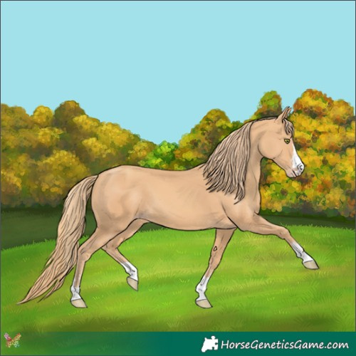 Horse Color:Gold Champagne