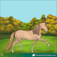 Horse Color:Gold Champagne 
